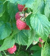 Image result for Rubus idaeus Ruby Beauty