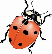 Image result for Mixed Insect Clip Art