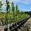 Image result for Fuji Apple Tree NZ