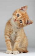Image result for Orange Brown and White Cat