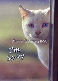 Image result for I'm Sorry Gifts for Cats