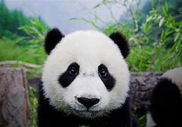 Image result for Panda Bear Head