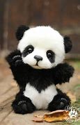 Image result for Osos Panda Bebe