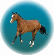 Image result for Arabian Horse Egypt