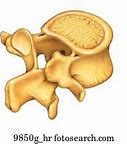 Image result for Thoracic Vertebra Lateral View