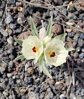 Image result for Flowers Shape Ghost