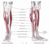 Image result for anterior