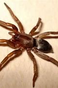 Image result for Mouse Spider