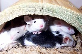 Image result for Different Kinds of Mice