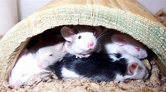 Image result for Fancy Mice
