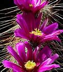 Image result for Cactus Flower Plant