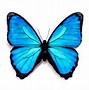 Image result for Cute Blue Butterfly