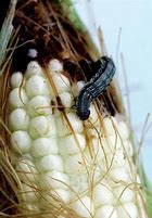 Image result for "corn-earworm"