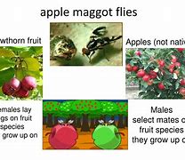 Image result for Apple Maggot Speciation