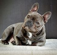Image result for Smallest French Bulldog