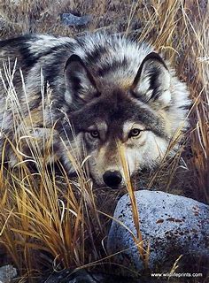 Wildlife Artist Carl Brenders Unframed Wolf Print One to One
        
        
        | WildlifePrints.com