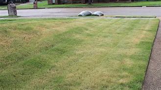 Image result for Lawn After Msma Apllication