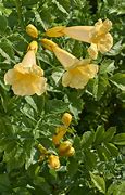 Image result for Campsis Radicans Flava Yellow