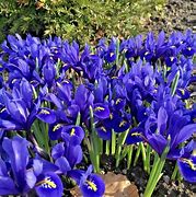 Image result for Spring Iris Bulbs