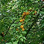 Image result for Prunus domestica Altesse Double