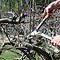 Image result for Well Pruned Apple Tree