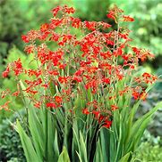 Image result for Crocosmia Yellow Emberglow