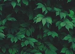 Image result for Green Abstract Phone Wallpaper