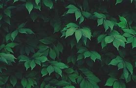 Image result for Green Aesthetic Wallpaper iPhone