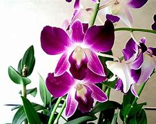 Image result for Orchid Plants for Sale