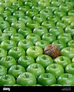 Image result for Apples Are Rotten in the Middle