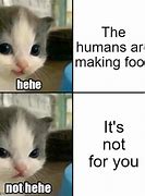 Image result for Hehe Not Hehe Cat Meme