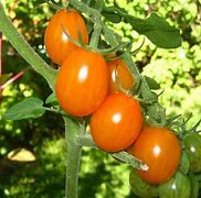 Image result for Orange Tomato Varieties