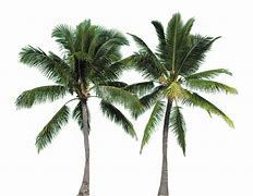 Image result for Purple Palm Tree Wallpaper