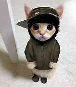 Image result for Drippy Cat PFP LED