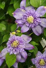 Image result for Bluish-Purple Clematis