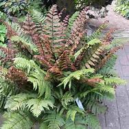 Image result for Dryopteris lepidopoda