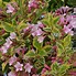Image result for Weigela florida Magical Rainbow
