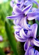 Image result for Purple Hyacinth Flower