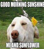 Image result for Cool Good Morning Memes