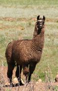 Image result for Fortnite Llama
