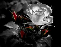 Image result for Dark Gothic Rose