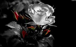 Image result for Gothic Red Rose in Black Background