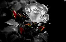 Image result for Gothic Roses Wallpaper
