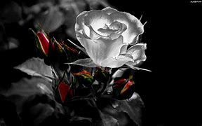 Image result for Gothic Pretty Rose Wallpaper