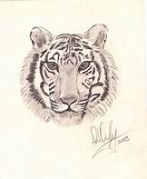 Image result for Tiger Head Drawing