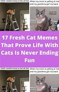 Image result for Shitpost Meme Cat