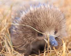 Image result for Echidna Reproduction