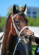 Image result for Winx Race Horse