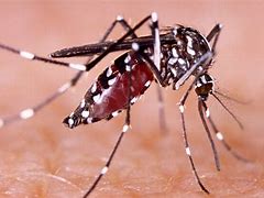 Image result for Malaria Mosquito