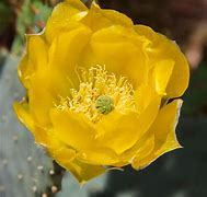 Image result for Nevada Desert Cactus